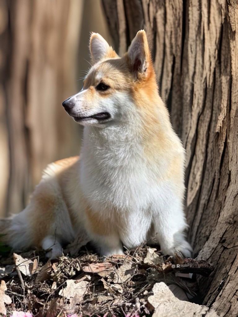 Les Welsh Corgi Pembroke de l'affixe Des Plaines De Barbizon