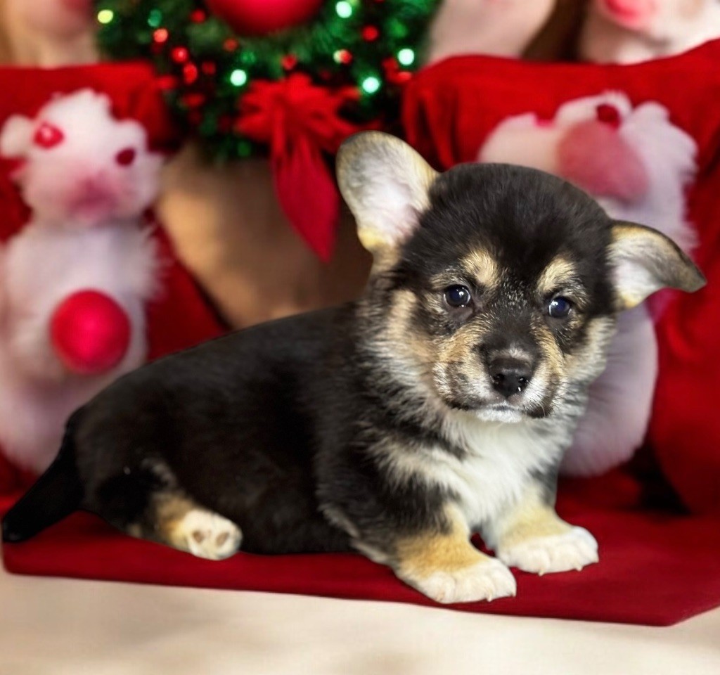 Des Plaines De Barbizon - Chiot disponible  - Welsh Corgi Pembroke