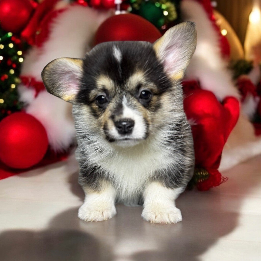 Des Plaines De Barbizon - Chiot disponible  - Welsh Corgi Pembroke