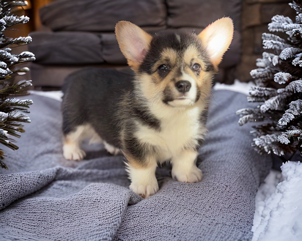 Des Plaines De Barbizon - Chiot disponible  - Welsh Corgi Pembroke