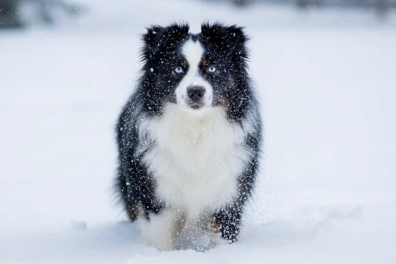 « chouchou » shining me on Des Plaines De Barbizon