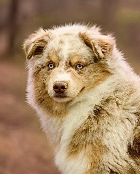 Aston De l'Univers d'Evine