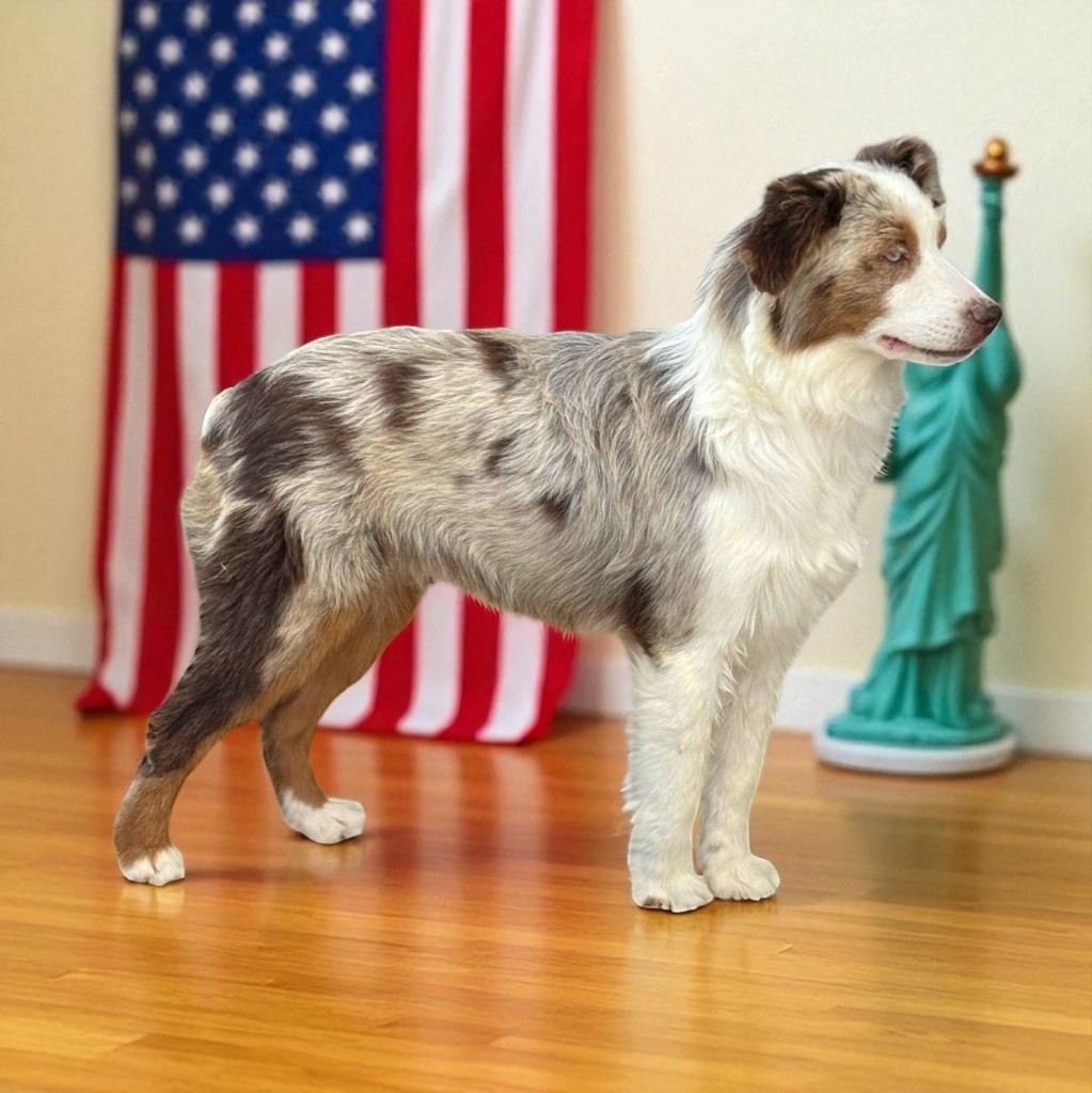 Apache Des Plaines De Barbizon