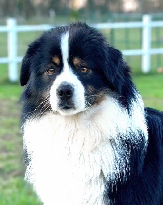 Ben - bruno mini de la terra del falco