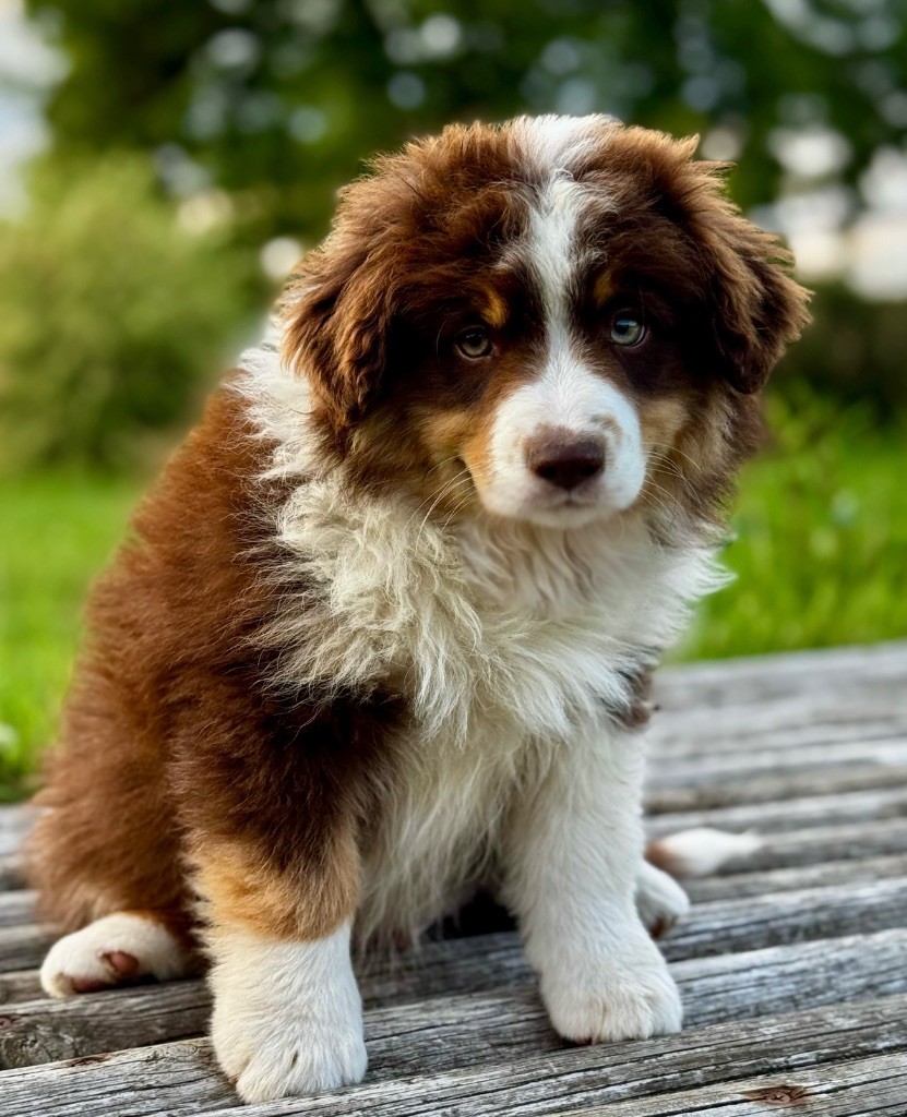 All the stars in the sky of american madness