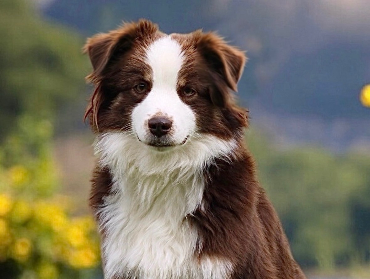 Valeureuse patte d ours Des Plaines De Barbizon