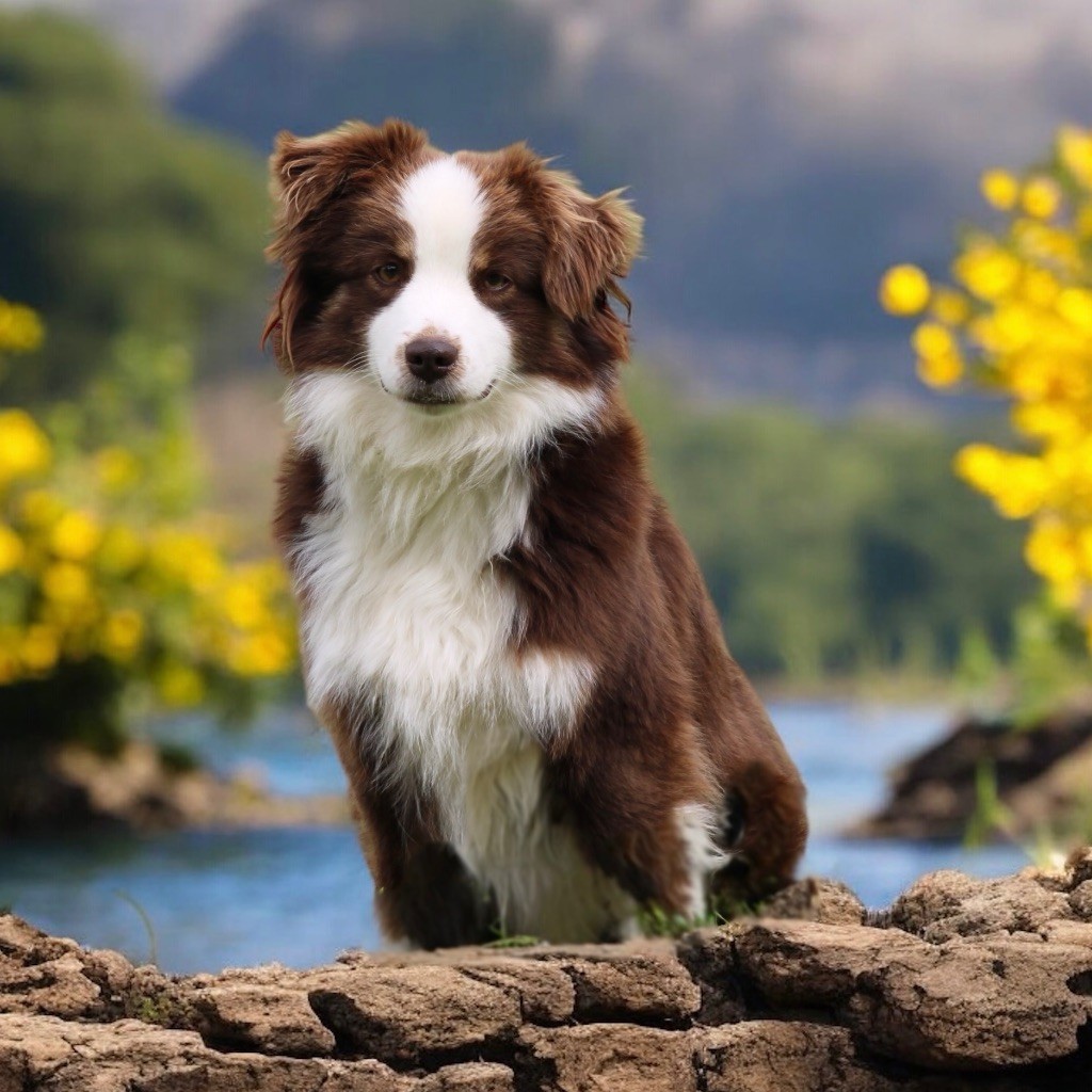 Valeureuse patte d ours Des Plaines De Barbizon