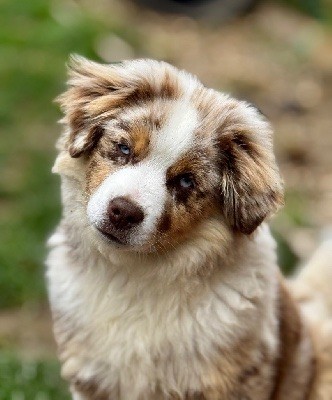 (arya) sarah mini of musimaciay