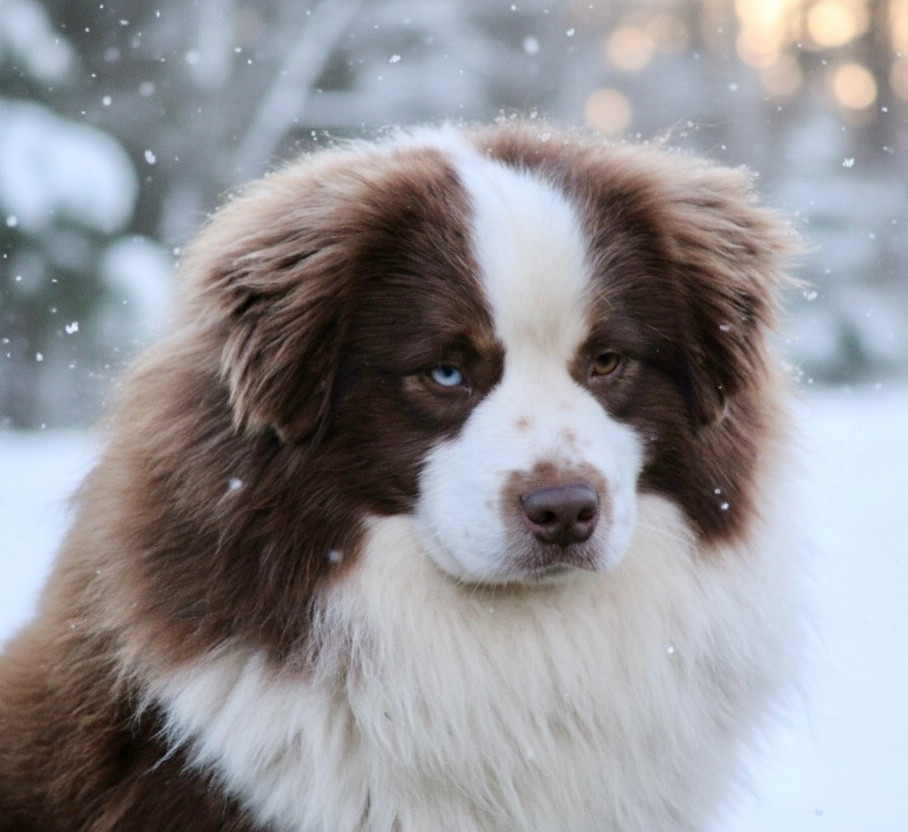 Arrow Des Plaines De Barbizon