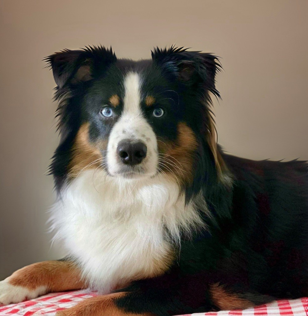 Vuitton Des Plaines De Barbizon