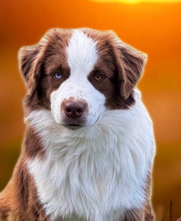 Arrow Des Plaines De Barbizon