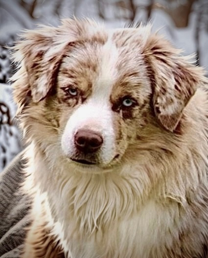 (arya) sarah mini of musimaciay