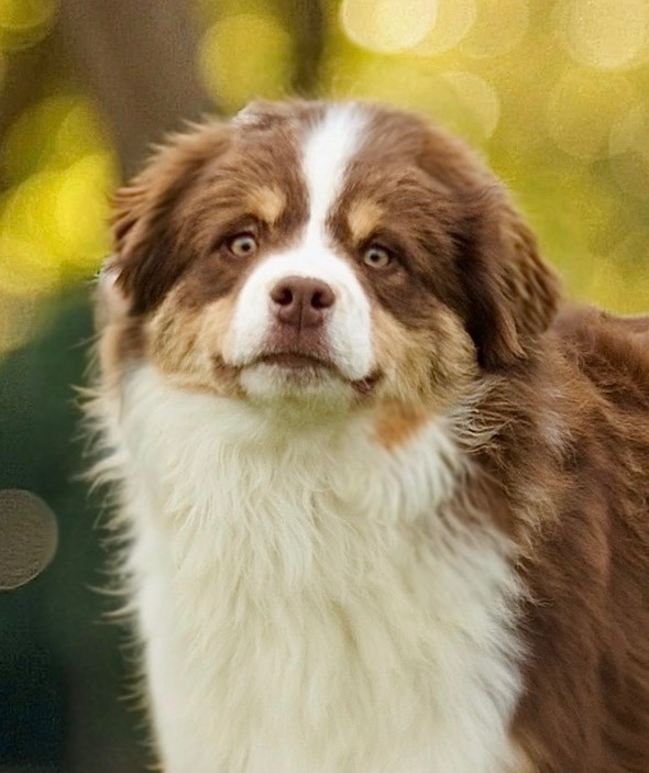 All the stars in the sky of american madness