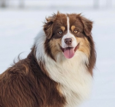 All the stars in the sky of american madness