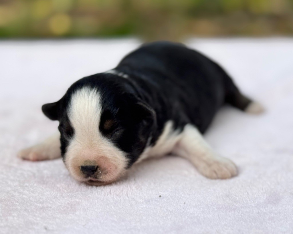 Des Plaines De Barbizon - Chiots disponibles - Berger Américain Miniature 