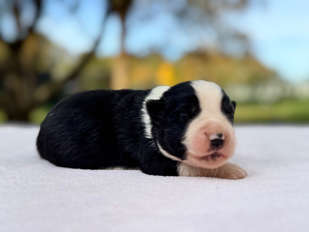 Des Plaines De Barbizon - Chiots disponibles - Berger Américain Miniature 