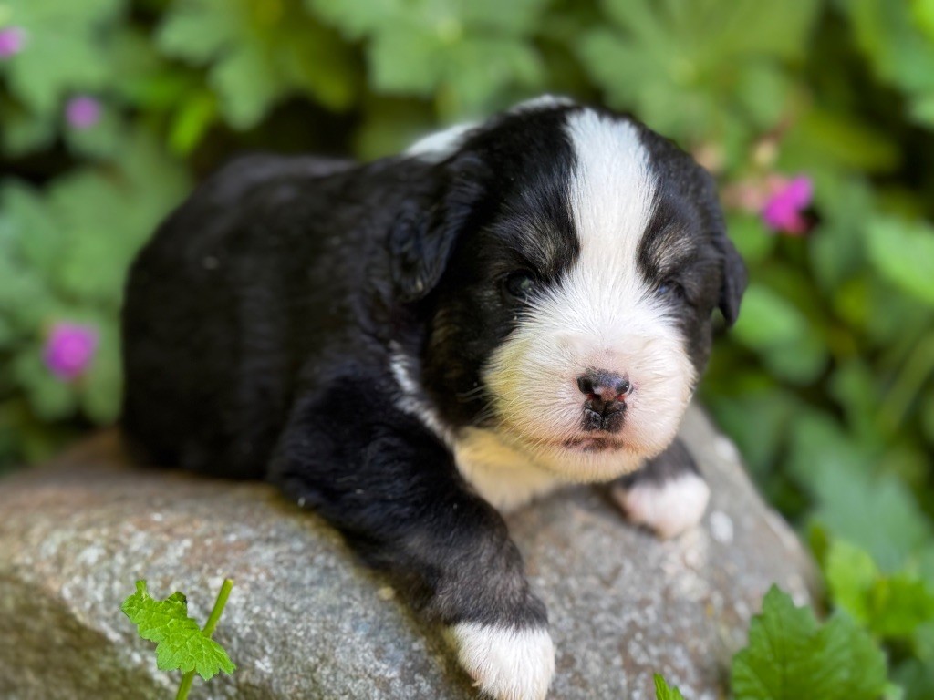 Des Plaines De Barbizon - Chiots disponibles - Berger Américain Miniature 