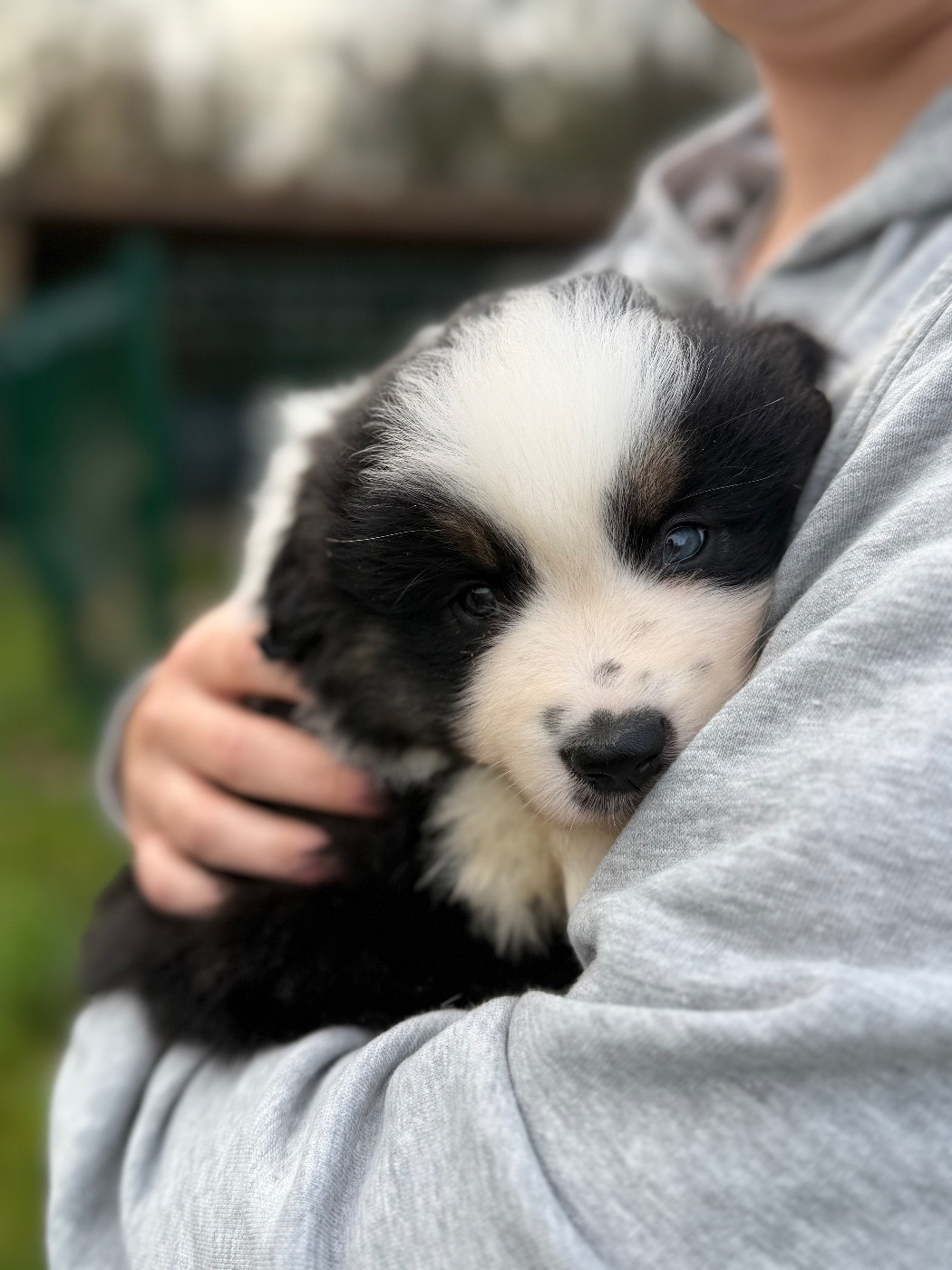 Des Plaines De Barbizon - Chiots disponibles - Berger Américain Miniature 