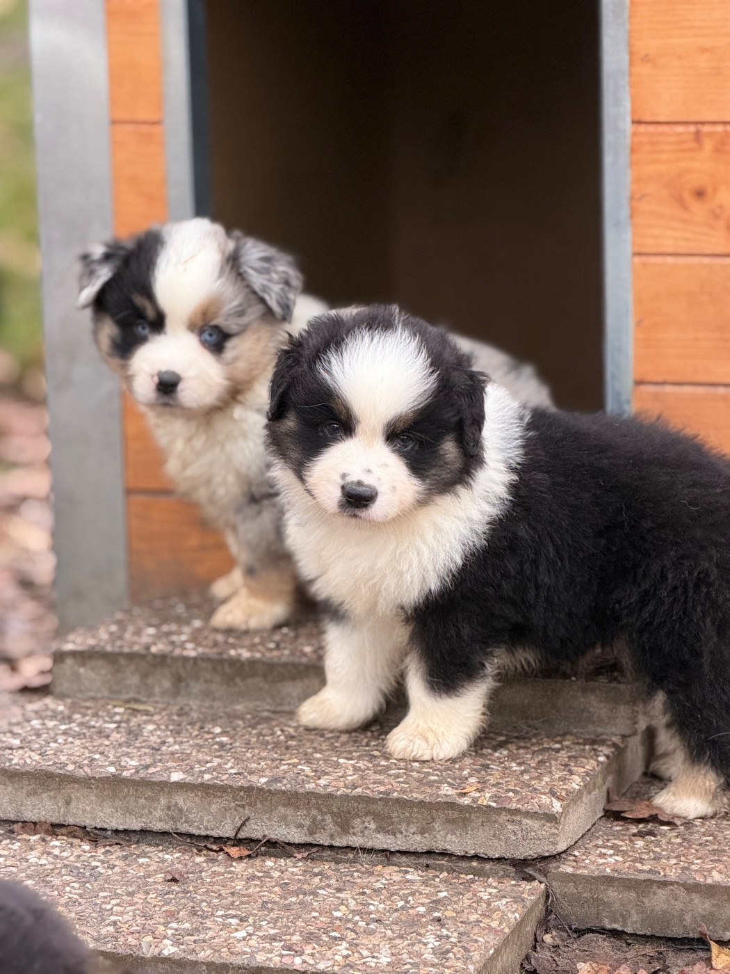 Des Plaines De Barbizon - Chiots disponibles - Berger Américain Miniature 