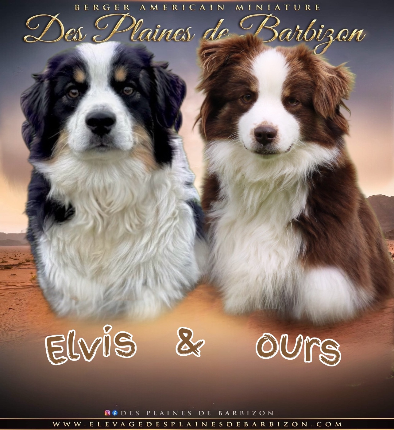 Chiot Berger Américain Miniature  Des Plaines De Barbizon