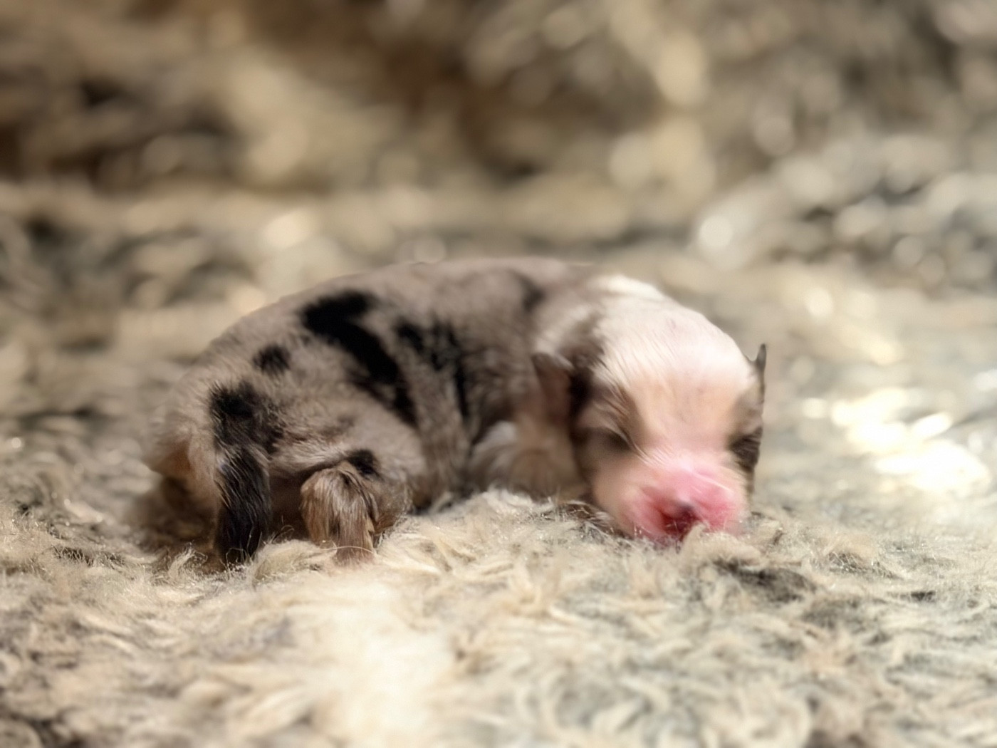 Des Plaines De Barbizon - Chiots disponibles - Berger Américain Miniature 