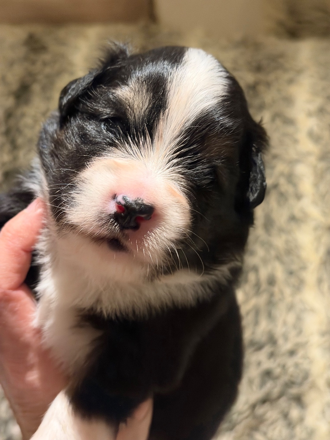 Des Plaines De Barbizon - Chiots disponibles - Berger Américain Miniature 