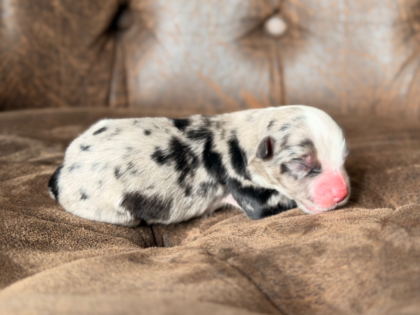 Des Plaines De Barbizon - Chiots disponibles - Berger Américain Miniature 