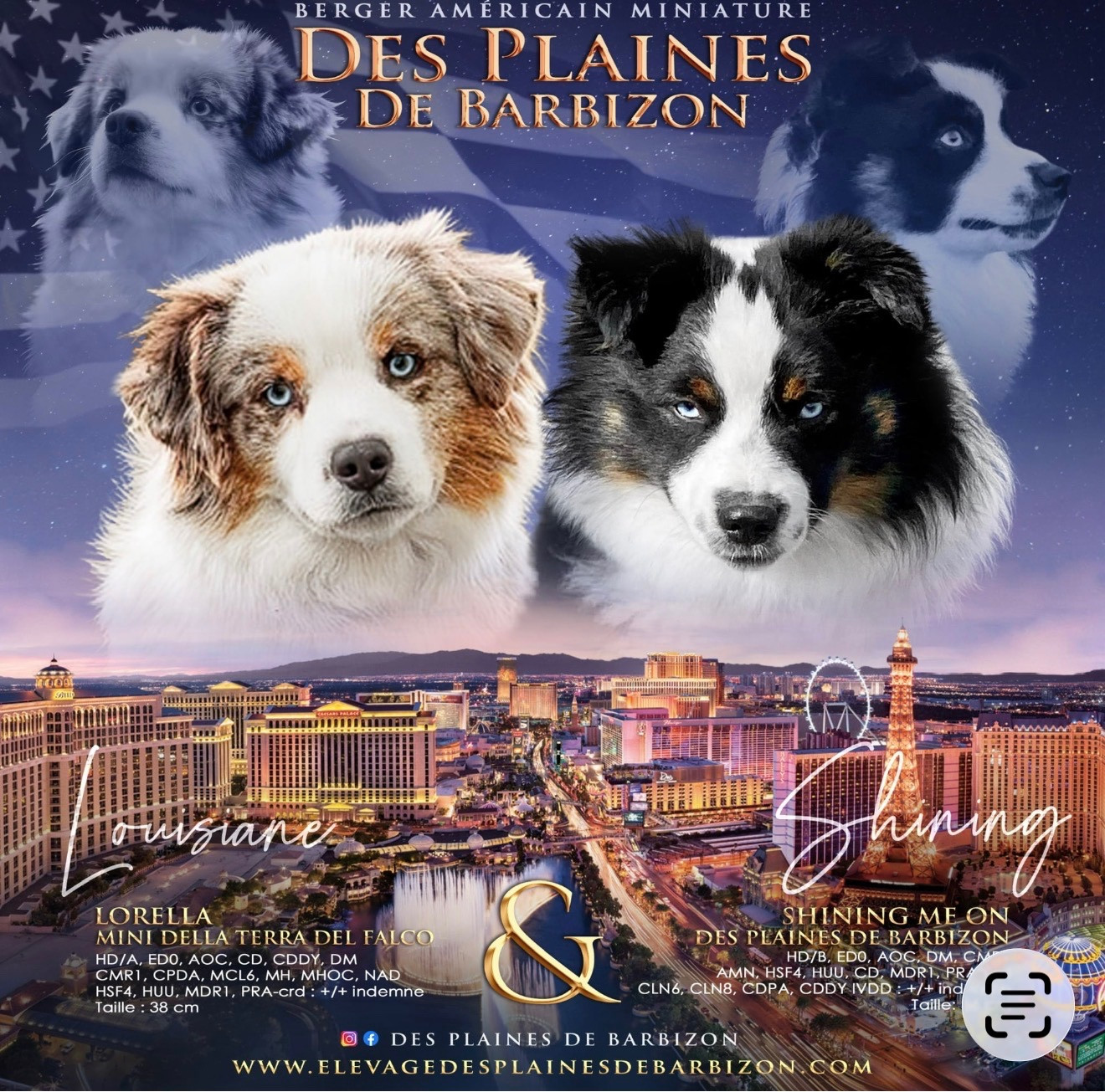 Chiot Berger Américain Miniature  Des Plaines De Barbizon