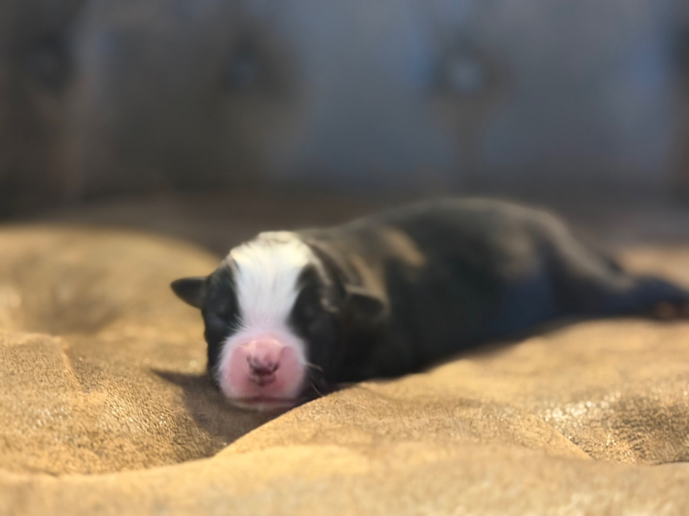 Des Plaines De Barbizon - Chiots disponibles - Berger Américain Miniature 