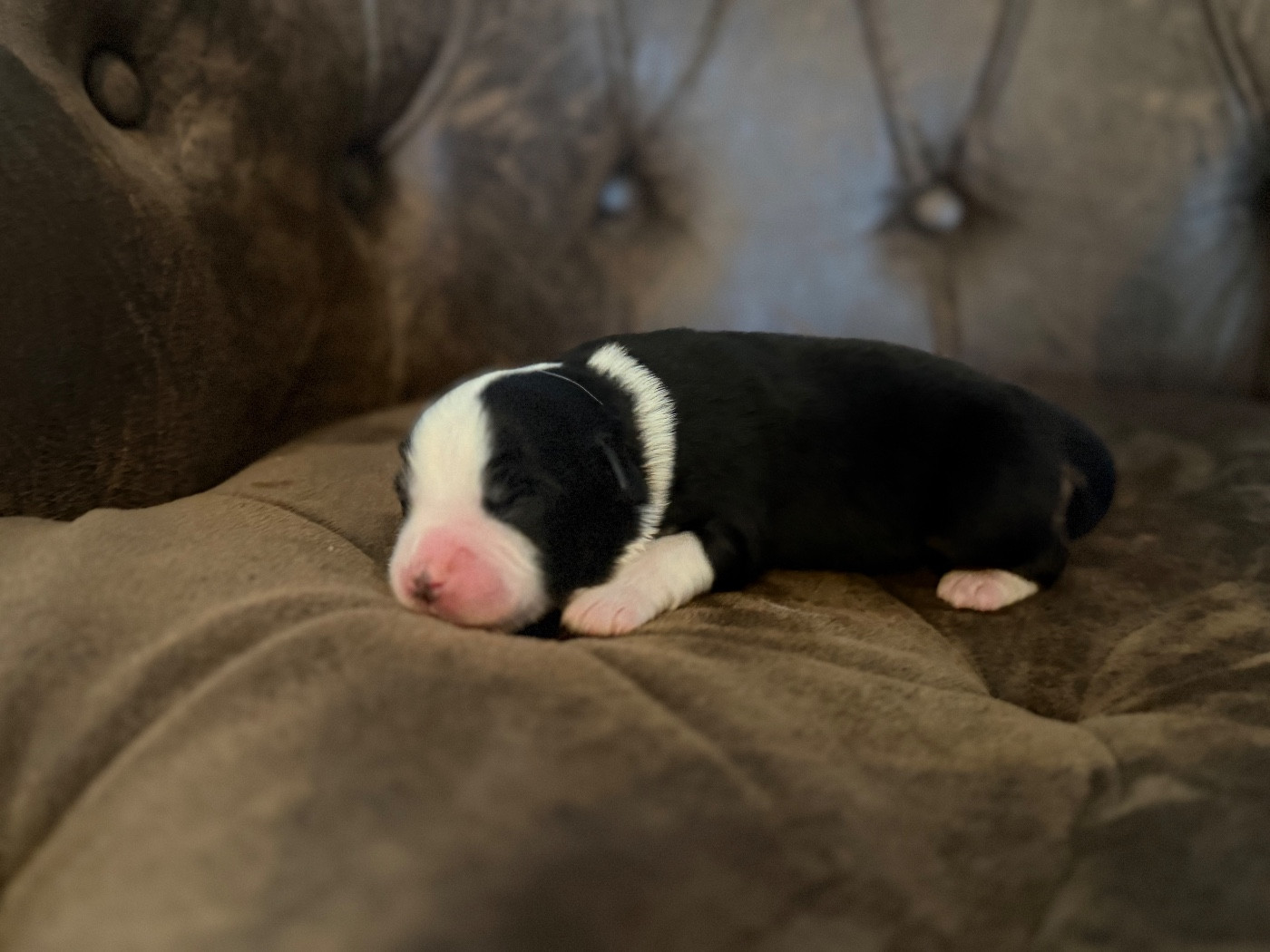 Des Plaines De Barbizon - Chiots disponibles - Berger Américain Miniature 