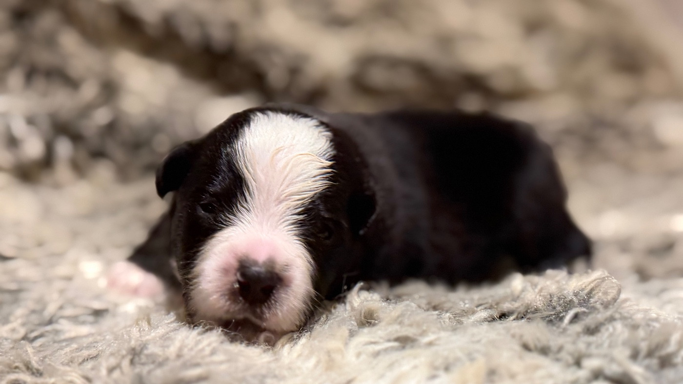 Des Plaines De Barbizon - Chiots disponibles - Berger Américain Miniature 