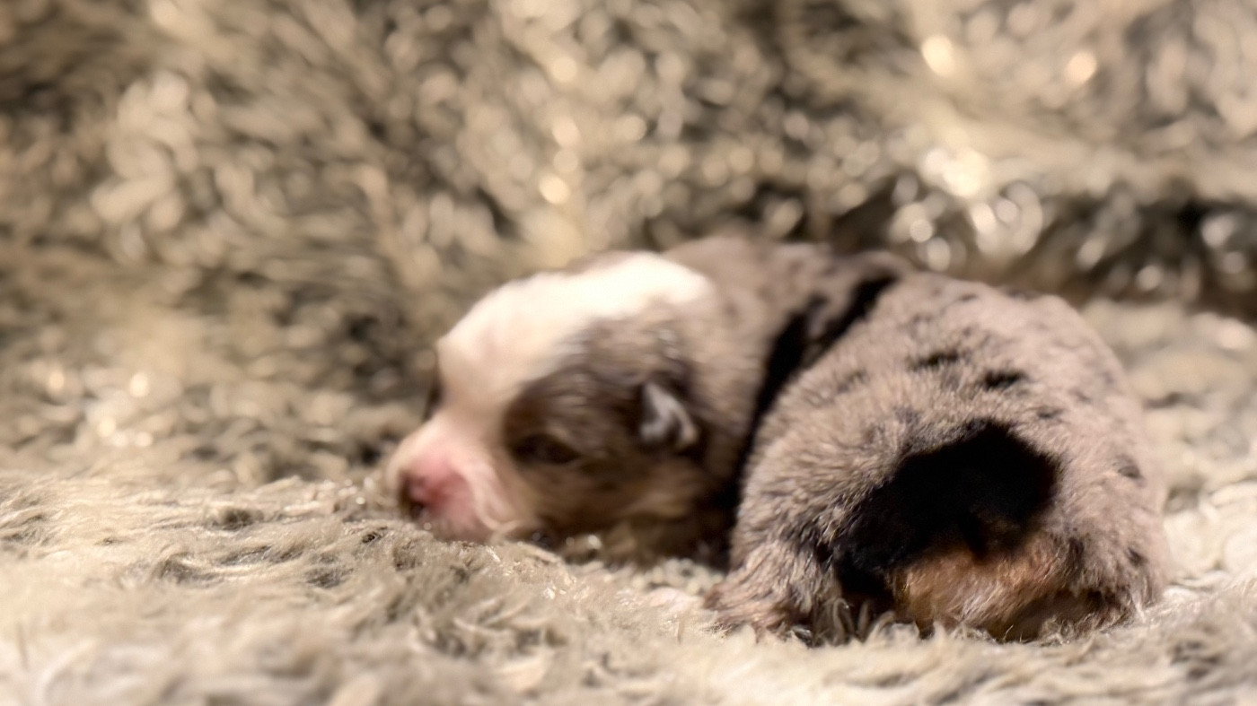 Des Plaines De Barbizon - Chiots disponibles - Berger Américain Miniature 