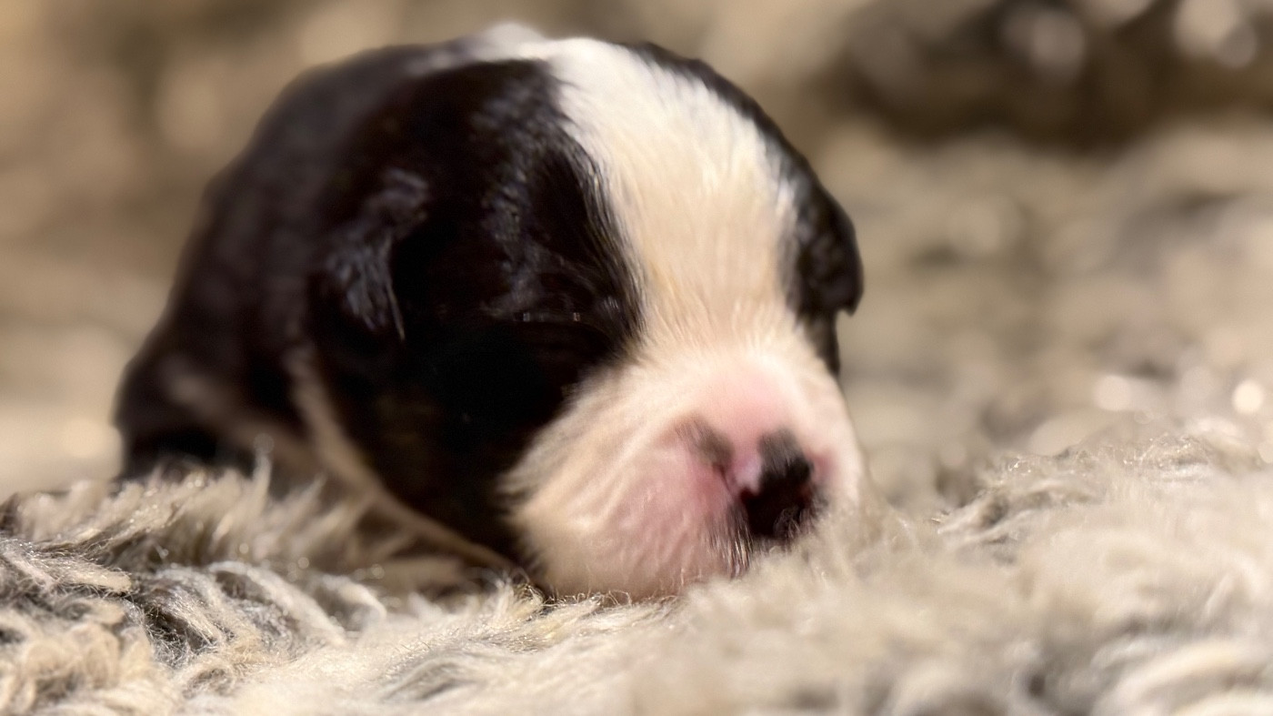 Des Plaines De Barbizon - Chiots disponibles - Berger Américain Miniature 