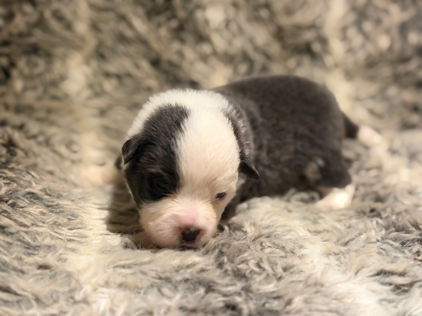 Des Plaines De Barbizon - Chiots disponibles - Berger Américain Miniature 