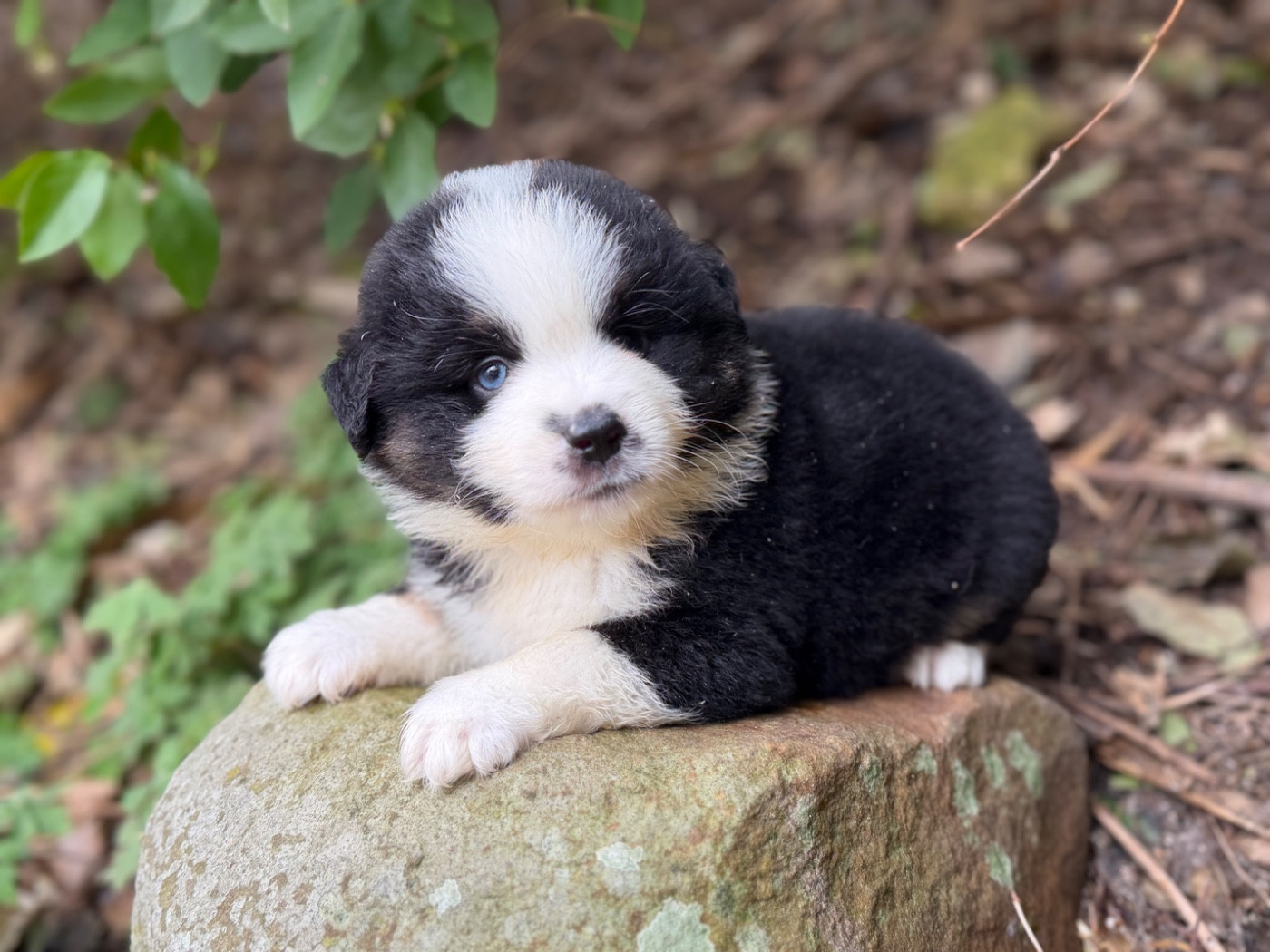 Des Plaines De Barbizon - Chiots disponibles - Berger Américain Miniature 