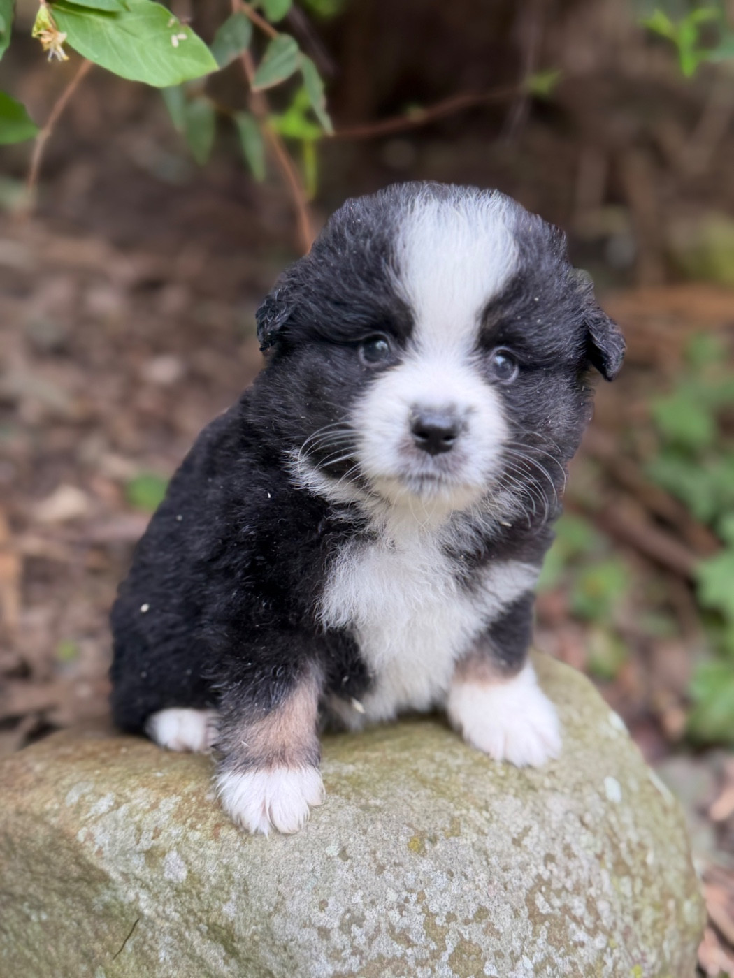 Des Plaines De Barbizon - Chiots disponibles - Berger Américain Miniature 