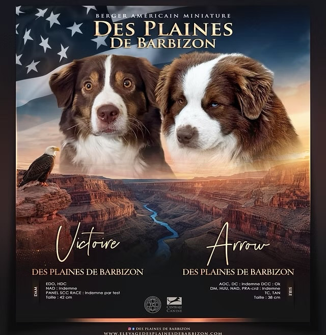 Chiot Berger Américain Miniature  Des Plaines De Barbizon