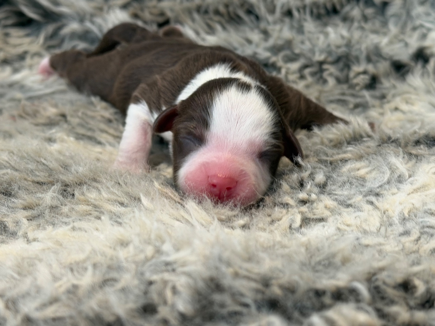 Des Plaines De Barbizon - Chiots disponibles - Berger Américain Miniature 