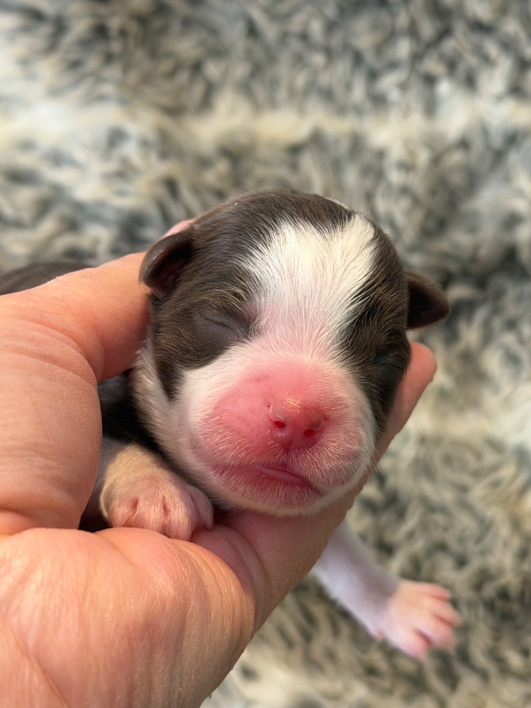 Des Plaines De Barbizon - Chiots disponibles - Berger Américain Miniature 