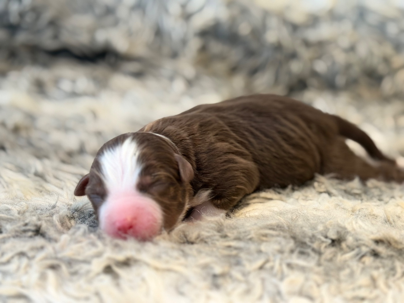 Des Plaines De Barbizon - Chiots disponibles - Berger Américain Miniature 