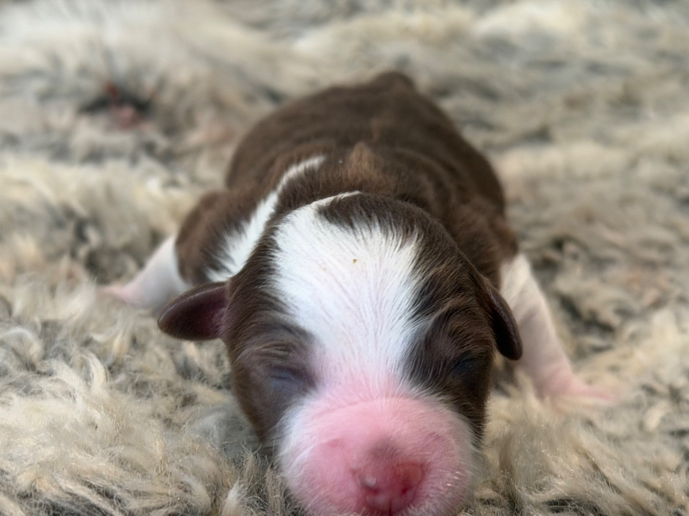 Des Plaines De Barbizon - Chiots disponibles - Berger Américain Miniature 