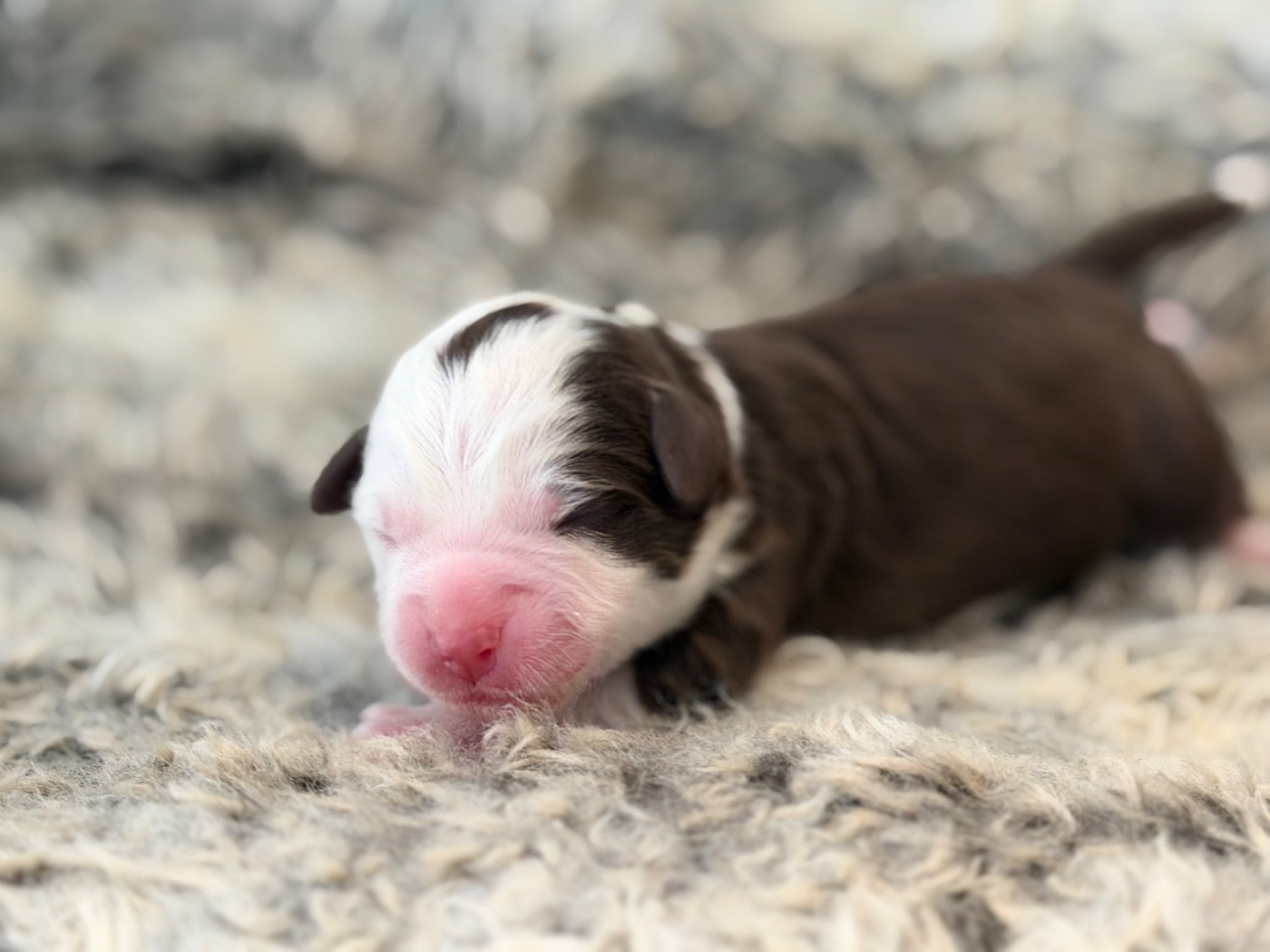 Des Plaines De Barbizon - Chiots disponibles - Berger Américain Miniature 