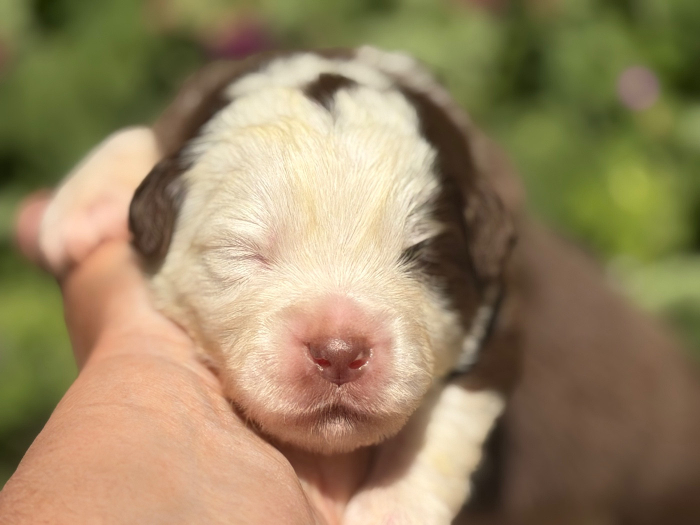 Des Plaines De Barbizon - Chiots disponibles - Berger Américain Miniature 