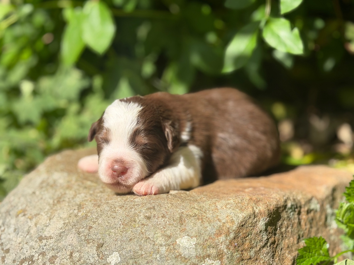 Des Plaines De Barbizon - Chiots disponibles - Berger Américain Miniature 