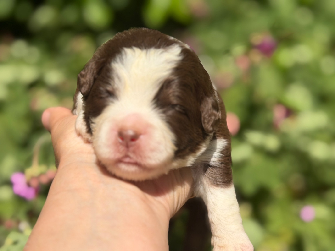 Des Plaines De Barbizon - Chiots disponibles - Berger Américain Miniature 