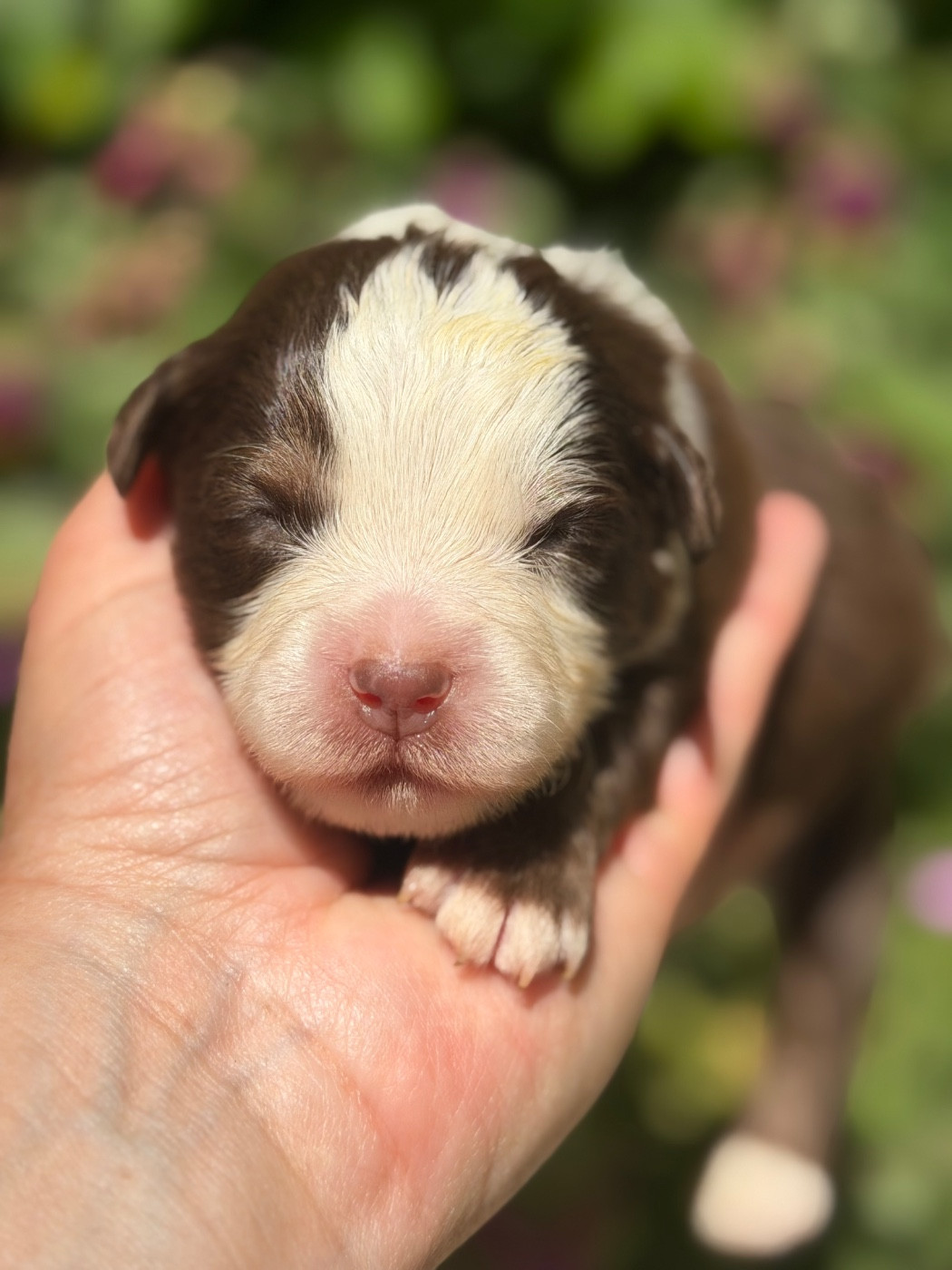 Des Plaines De Barbizon - Chiots disponibles - Berger Américain Miniature 