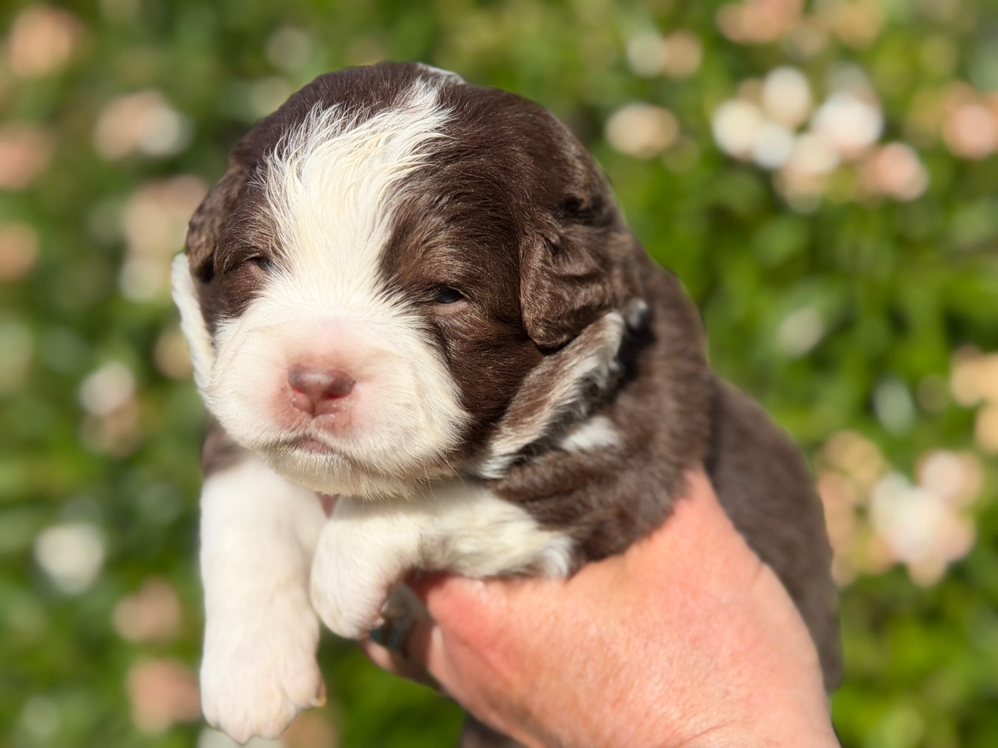 Des Plaines De Barbizon - Chiots disponibles - Berger Américain Miniature 