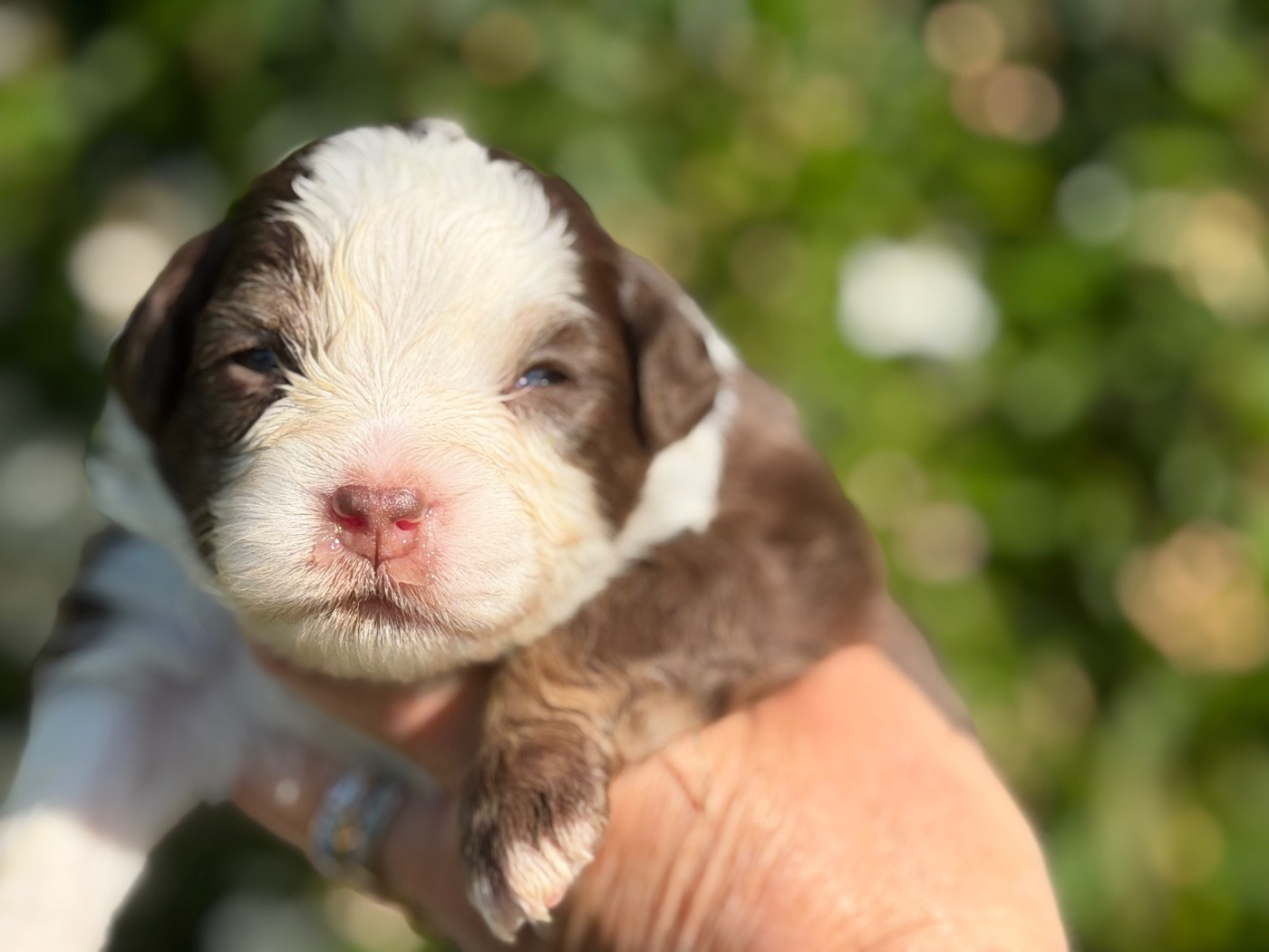 Des Plaines De Barbizon - Chiots disponibles - Berger Américain Miniature 