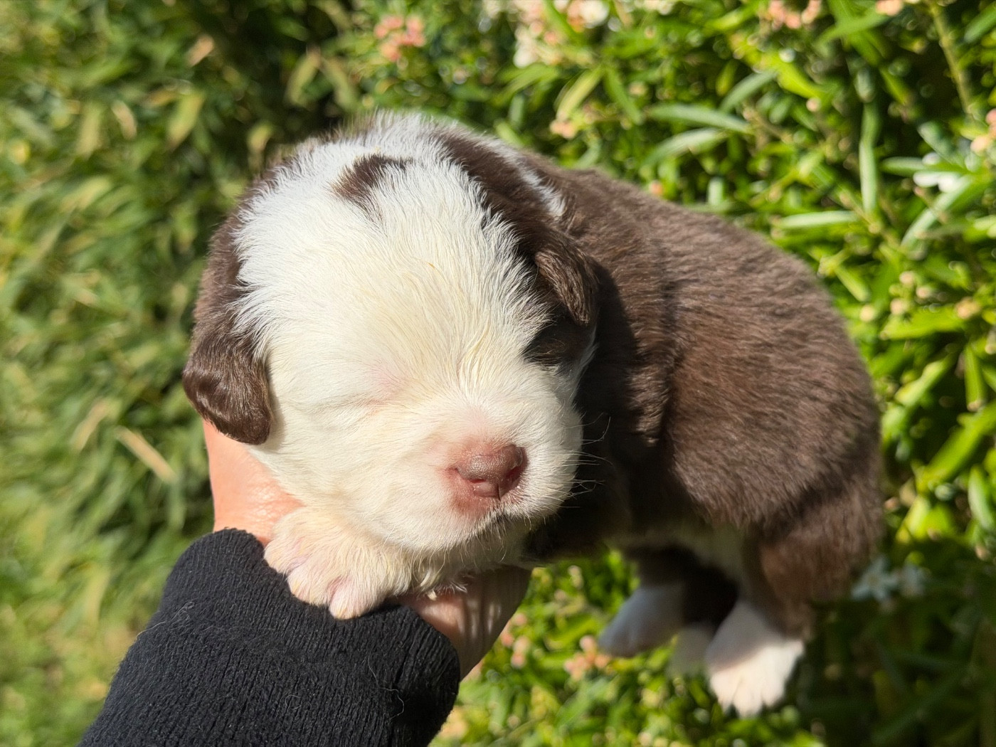 Des Plaines De Barbizon - Chiots disponibles - Berger Américain Miniature 