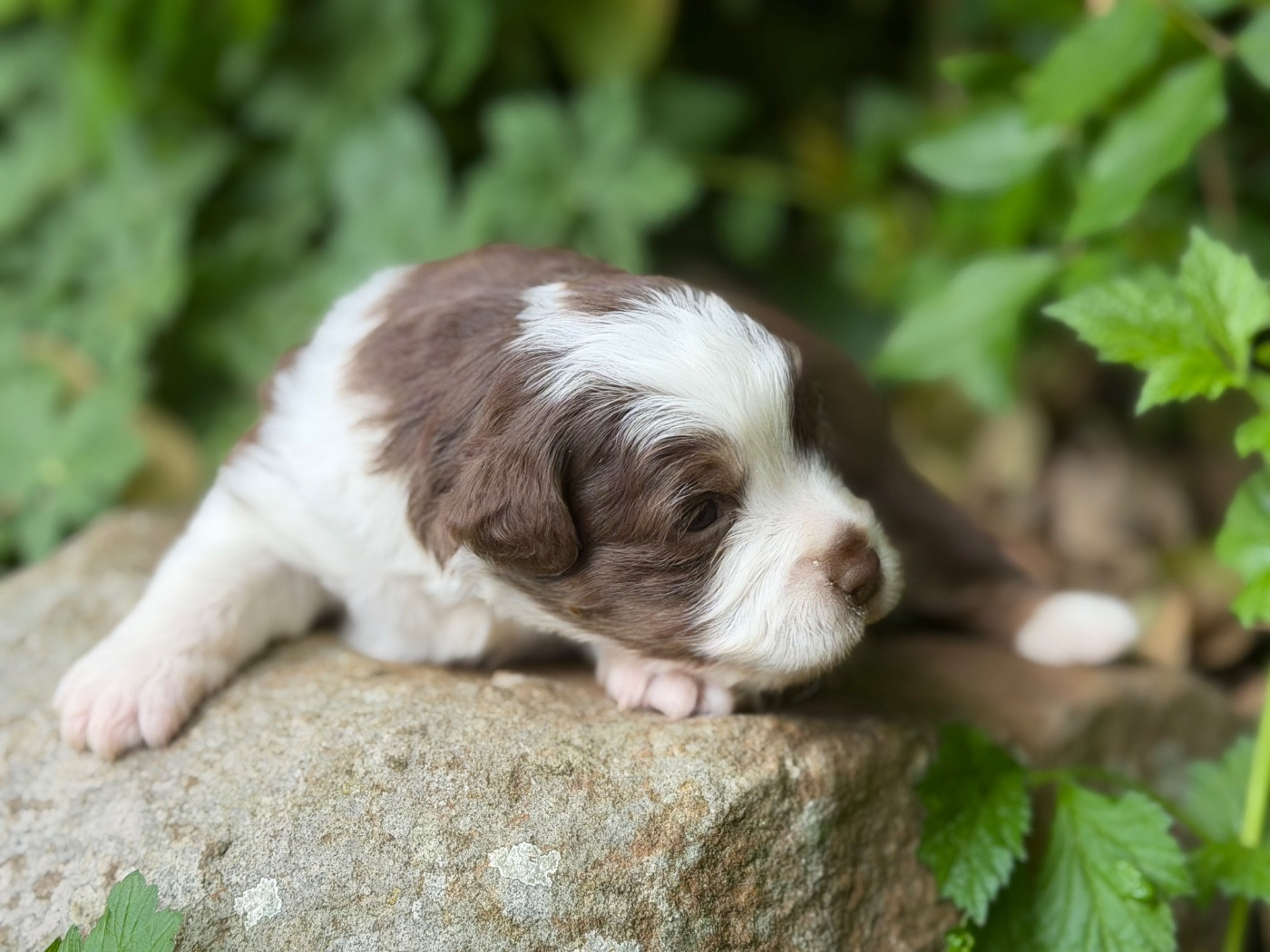 Des Plaines De Barbizon - Chiots disponibles - Berger Américain Miniature 